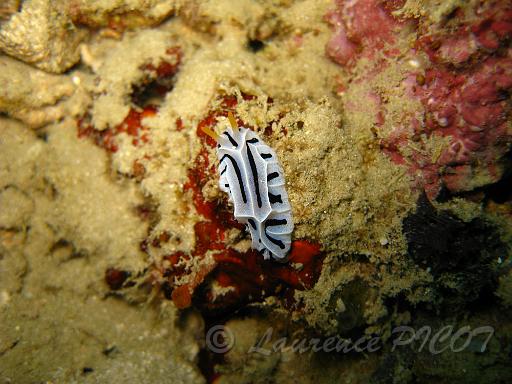 Reticulidia fungia.JPG - Philippines îles Calamian